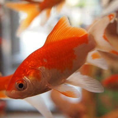 Ein Aquarium kann die Geschwindigkeit des WLANs beeinflussen.