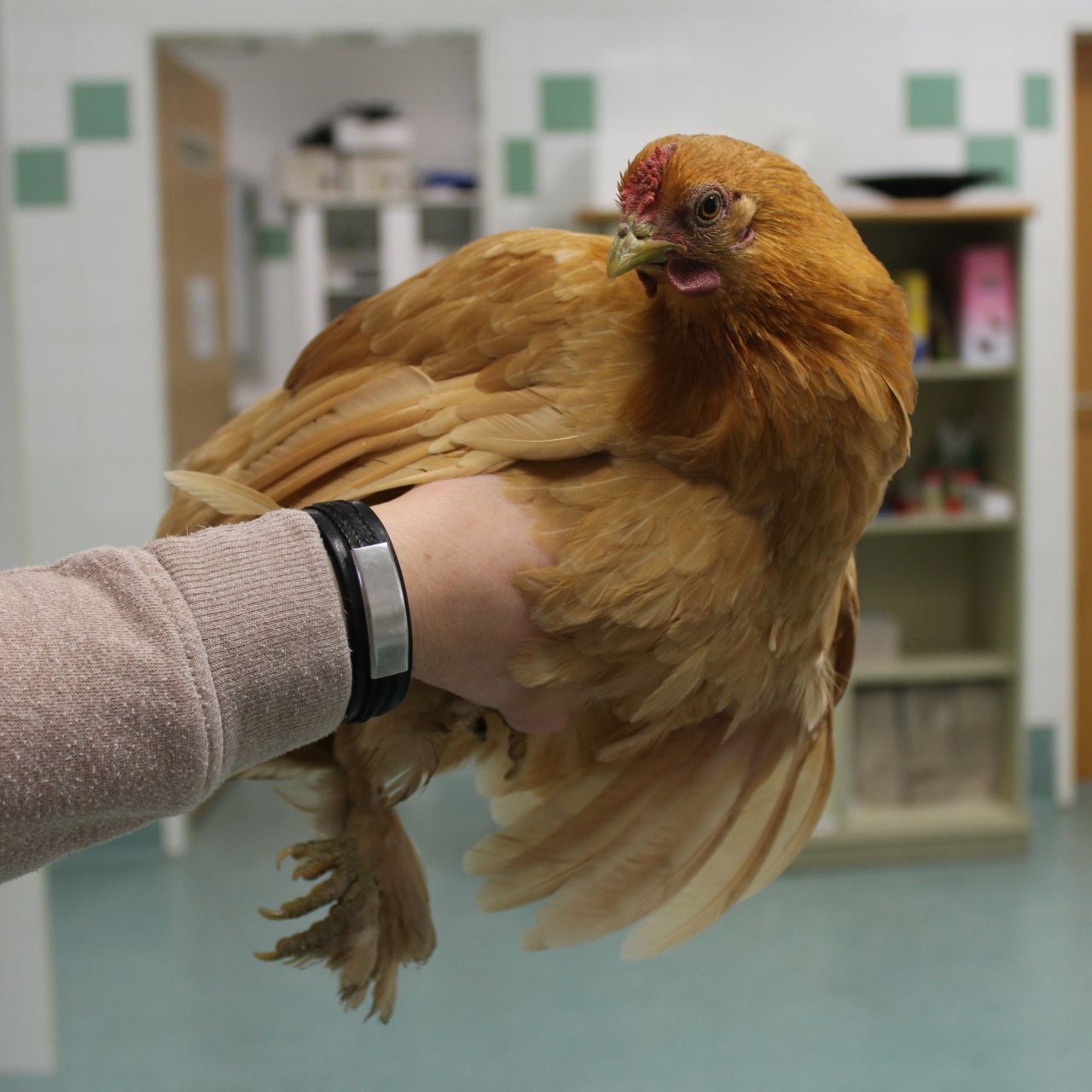 Henne "Hilda" legte hunderte Kilometer mit einem Lkw zurück