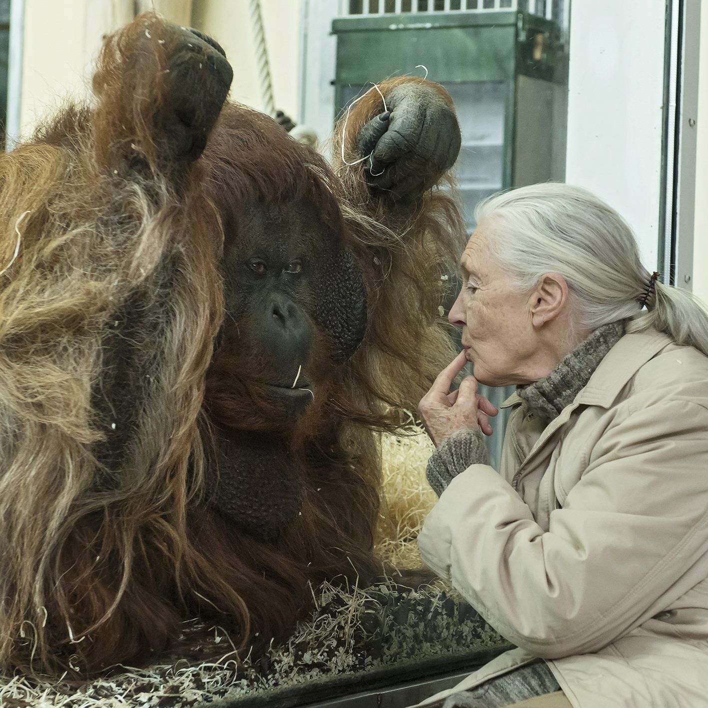 Jane Goodall mit Orang-Utan-Männchen Vladimir
