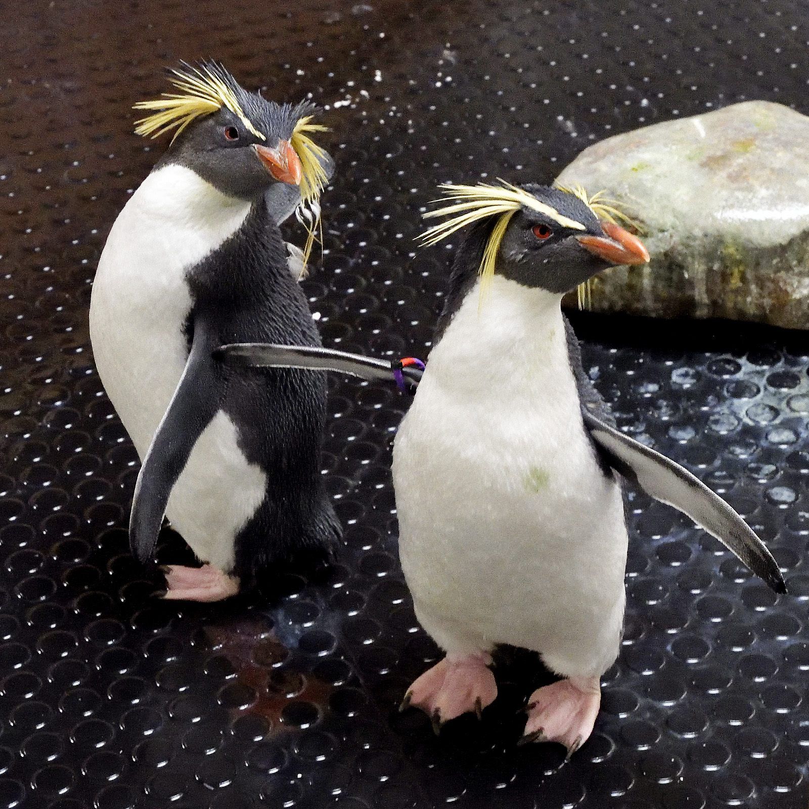 Howie und Rocky leben jetzt im Tiergarten Schönbrunn