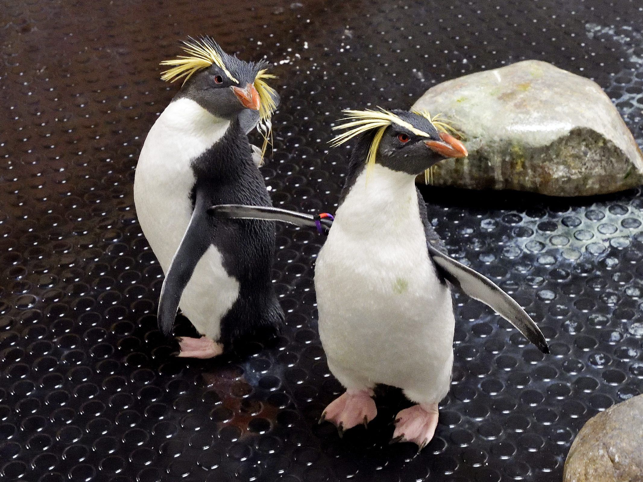 Howie und Rocky leben jetzt im Tiergarten Schönbrunn Howie und Rocky leben jetzt im Tiergarten Schönbrunn