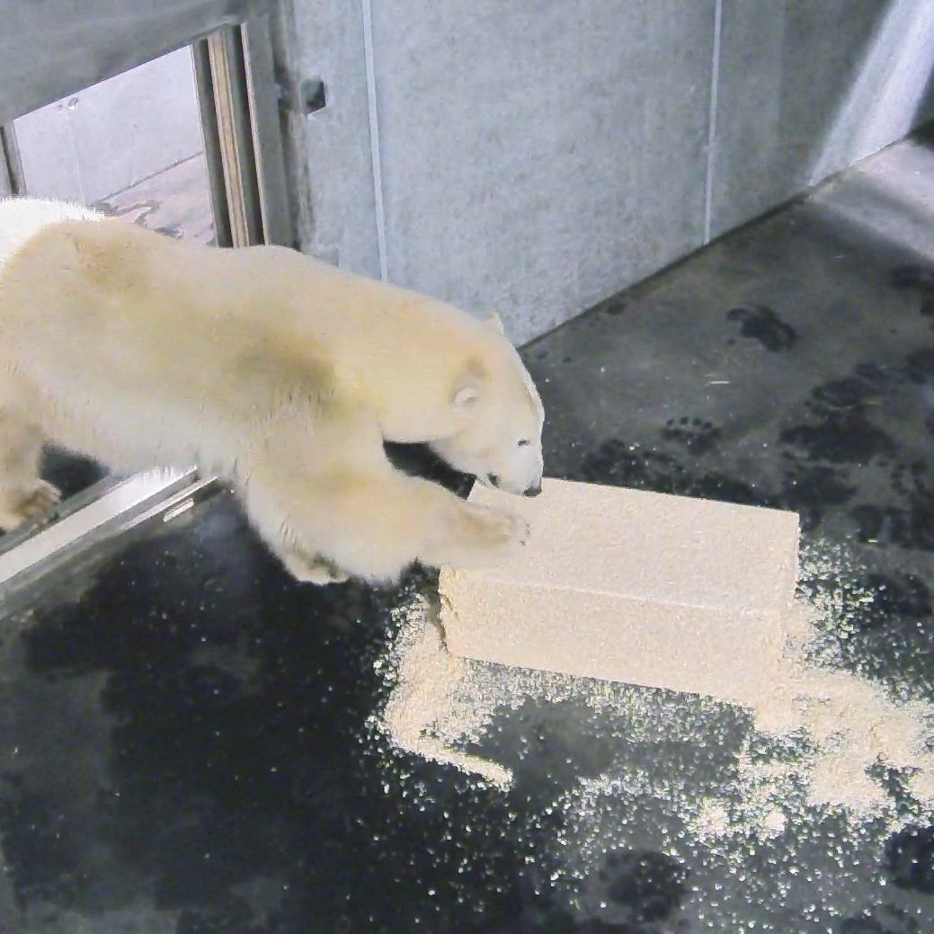 Nora erkundet die Eisbärenwelt im Wiener Zoo
