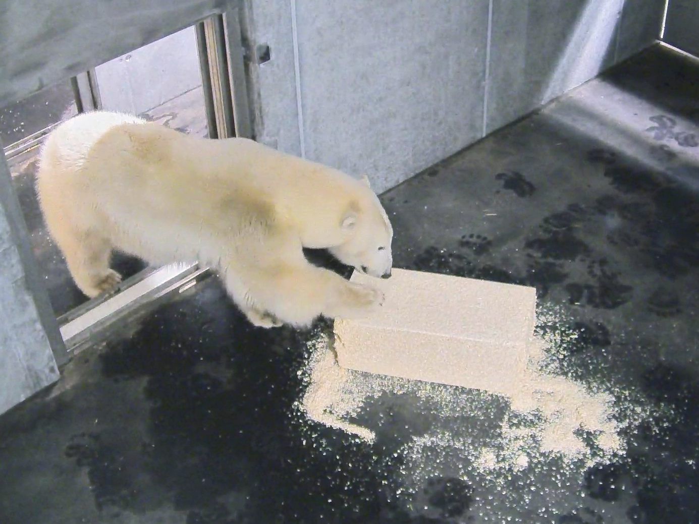 Nora erkundet die Eisbärenwelt im Wiener Zoo