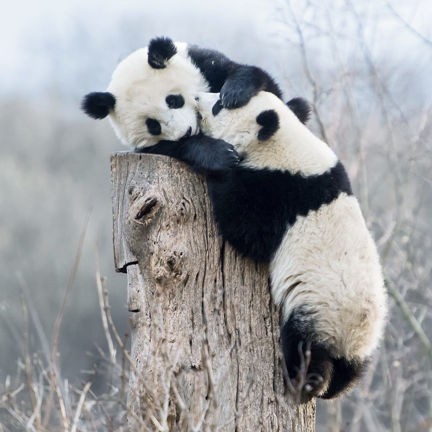 Sehr beliebt: Die Panda-Zwillinge Fu Feng und Fu Ban