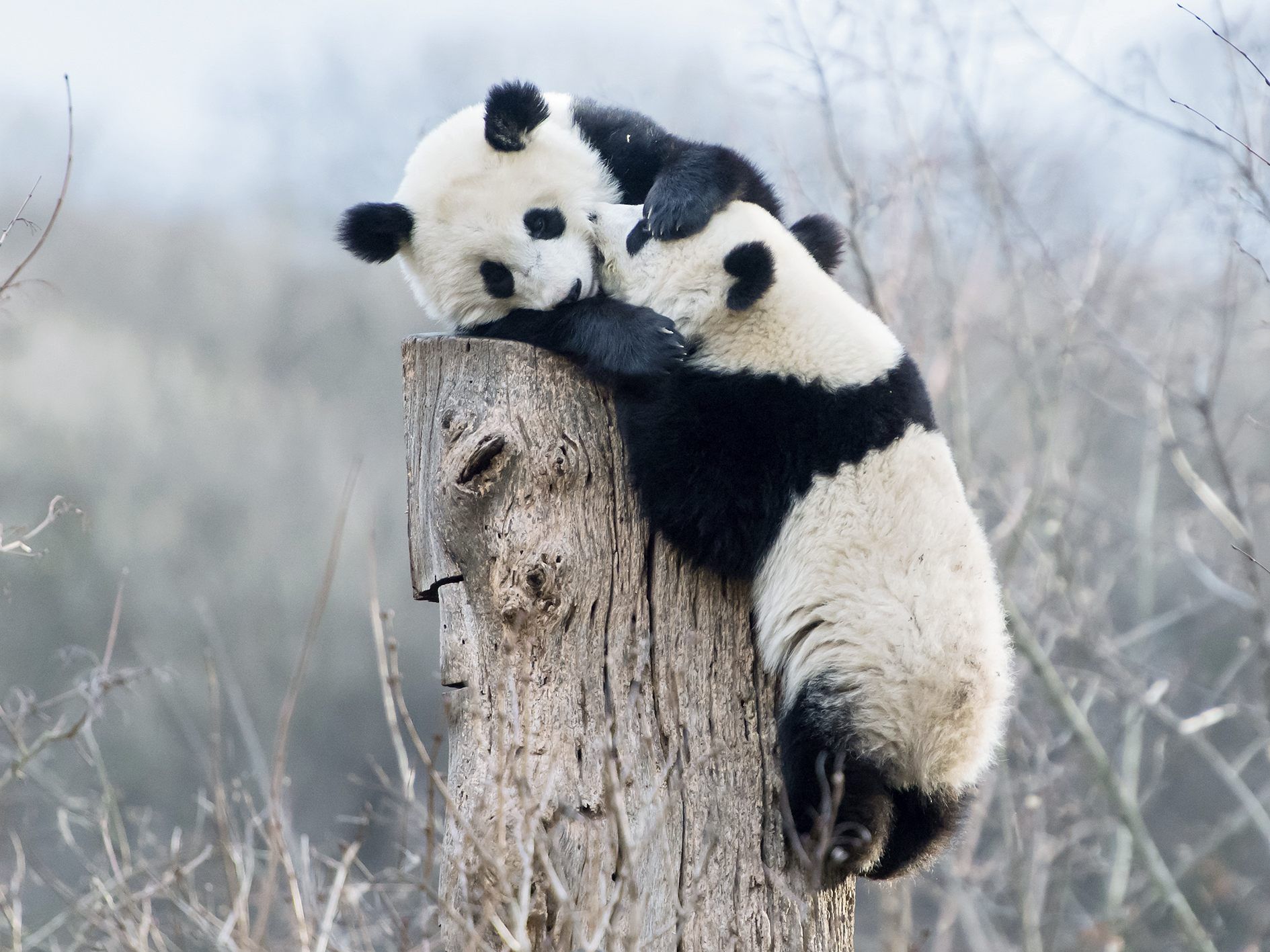 Sehr beliebt: Die Panda-Zwillinge Fu Feng und Fu Ban Sehr beliebt: Die Panda-Zwillinge Fu Feng und Fu Ban