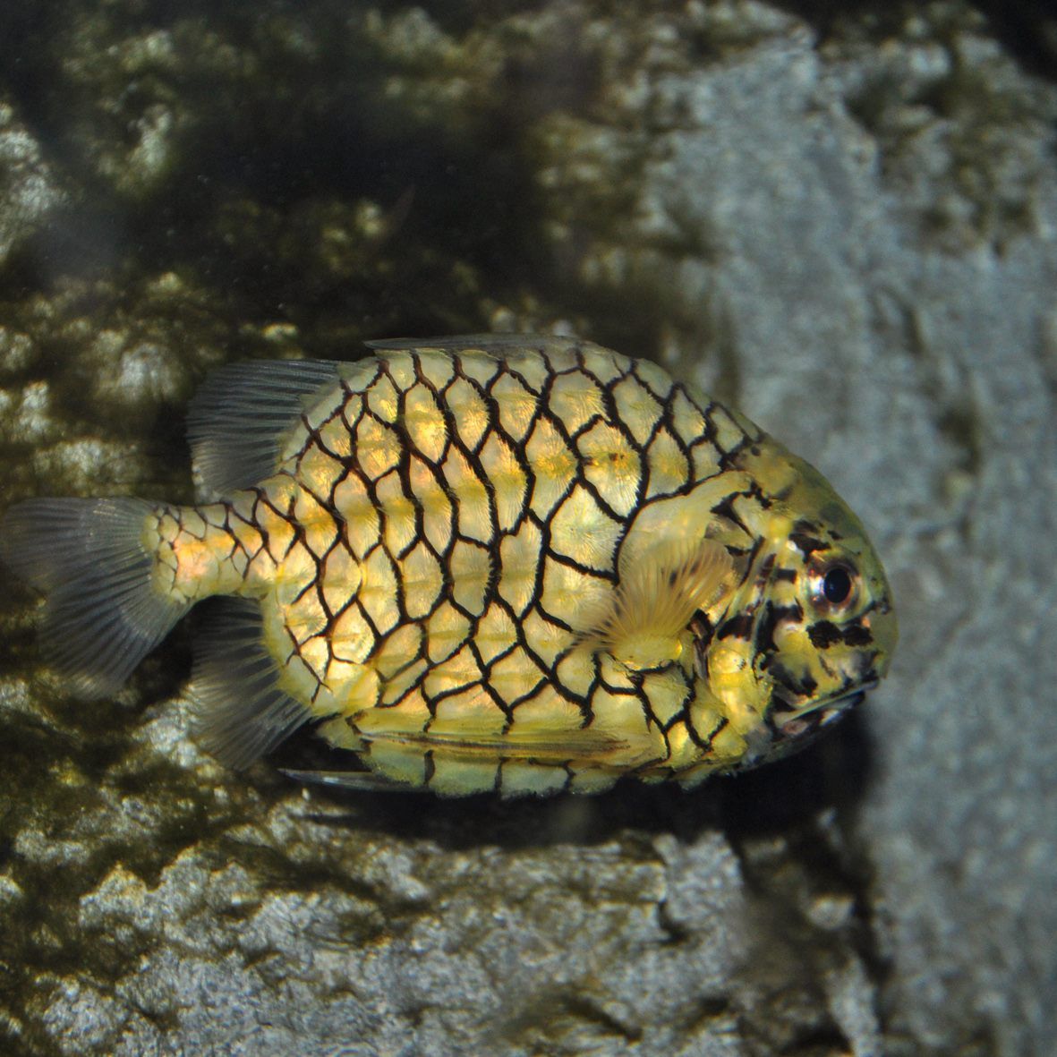 Die Tannenzapfenfische im Haus des Meeres