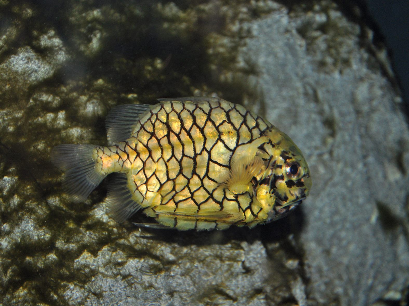 Die Tannenzapfenfische im Haus des Meeres