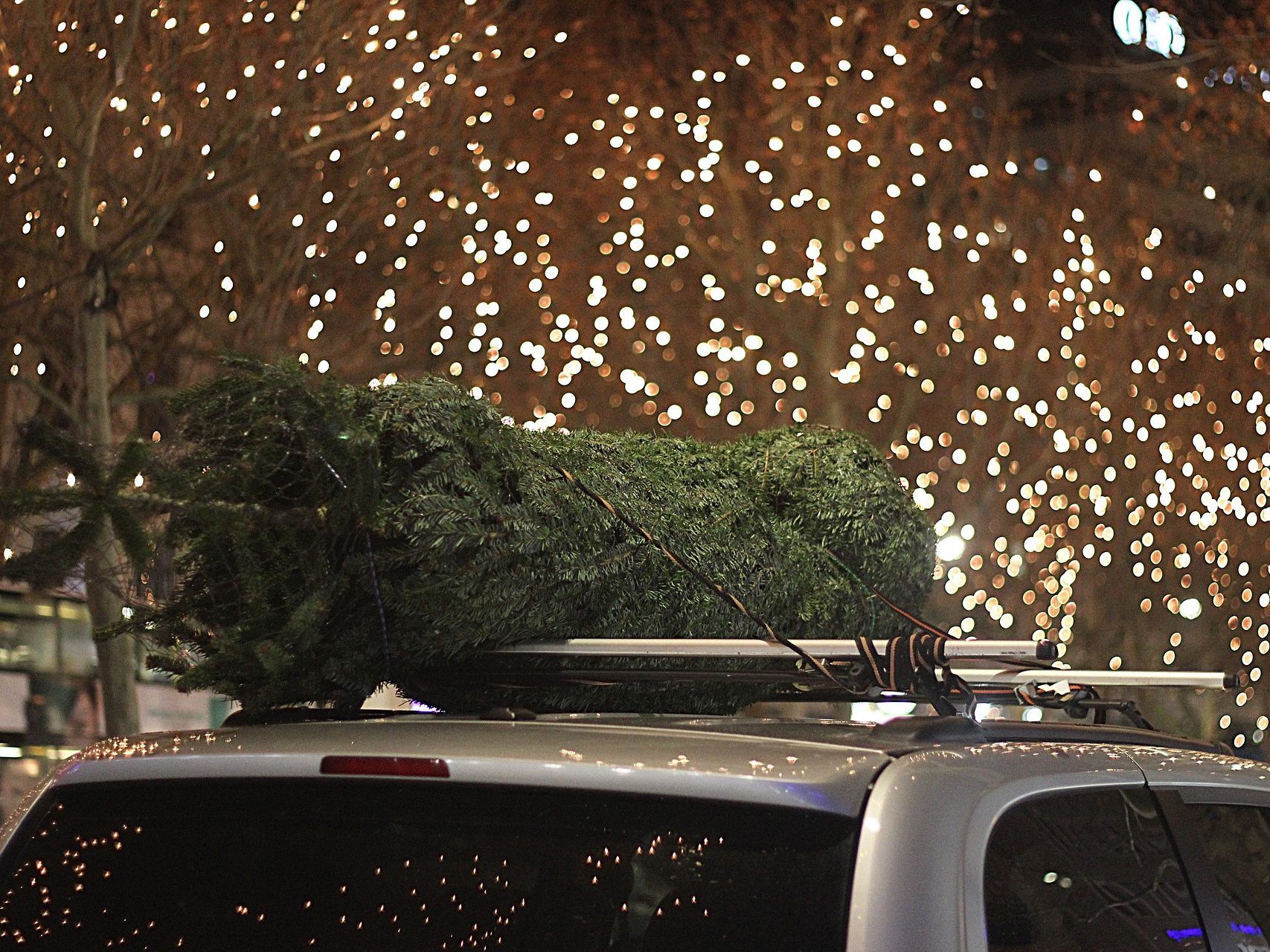 Wer einen Christbaum mit dem Auto transportiert, muss einige Regeln beachten