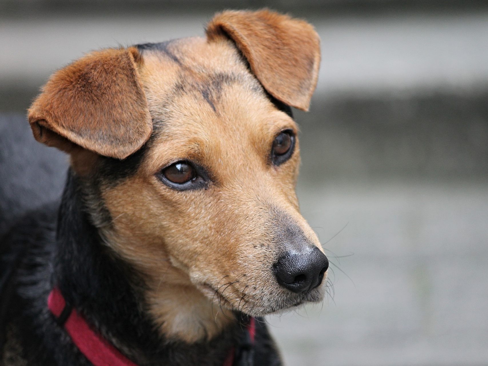 Wer zahlt, wenn der Hund zubeißt?