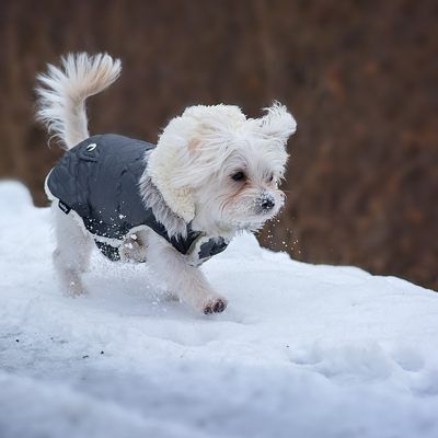 Streusalz und Rollsplit können Hundepfoten in Mitleidenschaft ziehen.