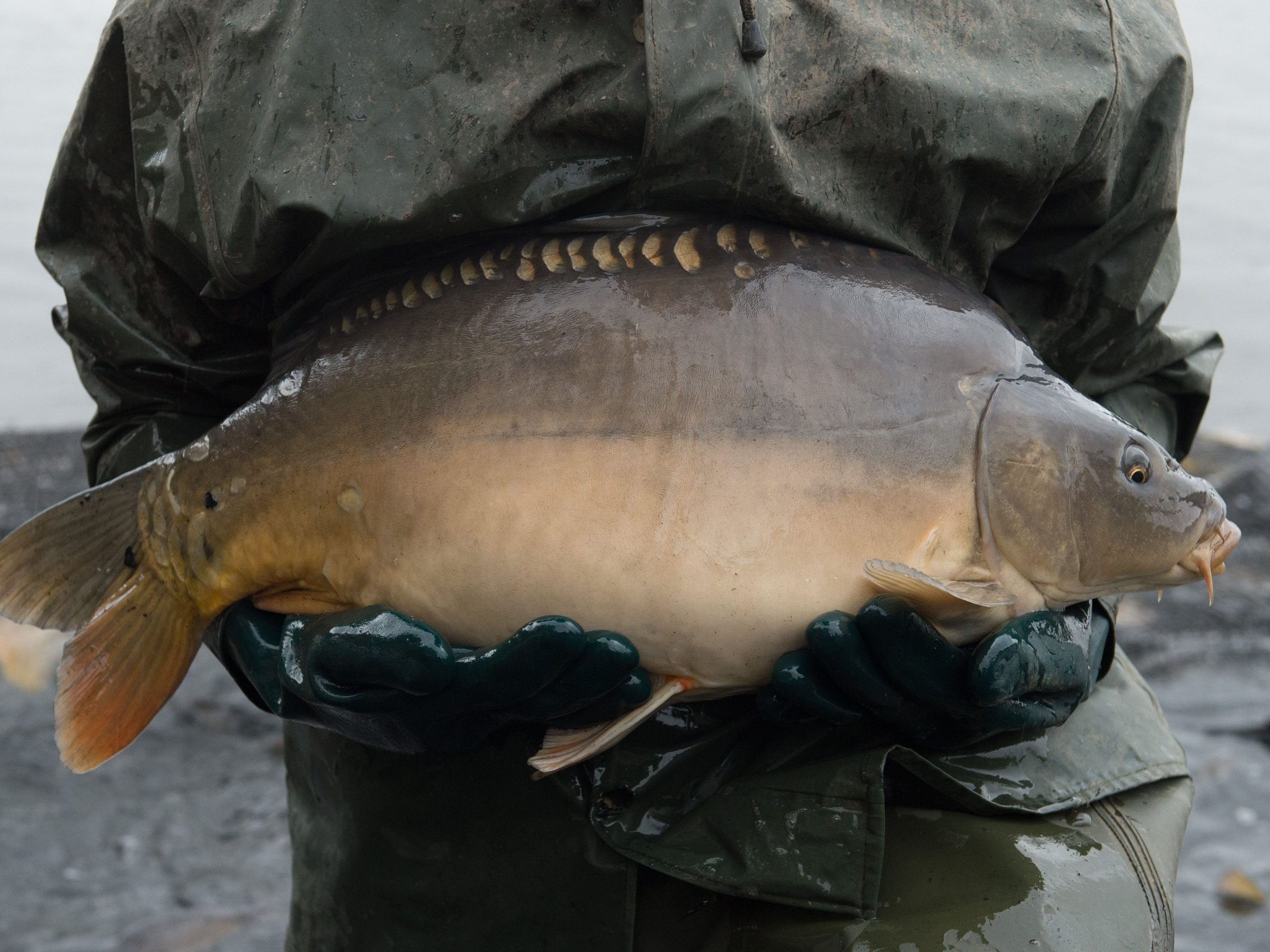 Der Weihnachtskarpfen kann nun direkt in der fischzucht in Wien-Donaustadt bestellt werden.