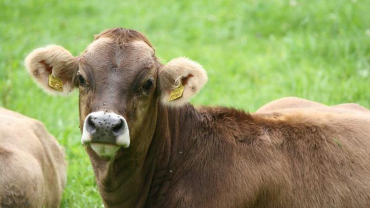 Der Mann hatte es immer auf dasselbe Rind abgesehen. (Bild: Symbolbild/Bilderbox)