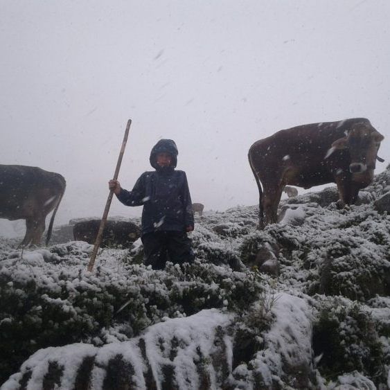 Alpe Tritt in Zürs auf 2.200 Meter Seehöhe. (Foto: Familie Mathis)