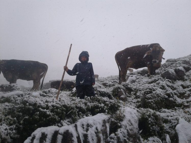 Alpe Tritt in Zürs auf 2.200 Meter Seehöhe. (Foto: Familie Mathis)