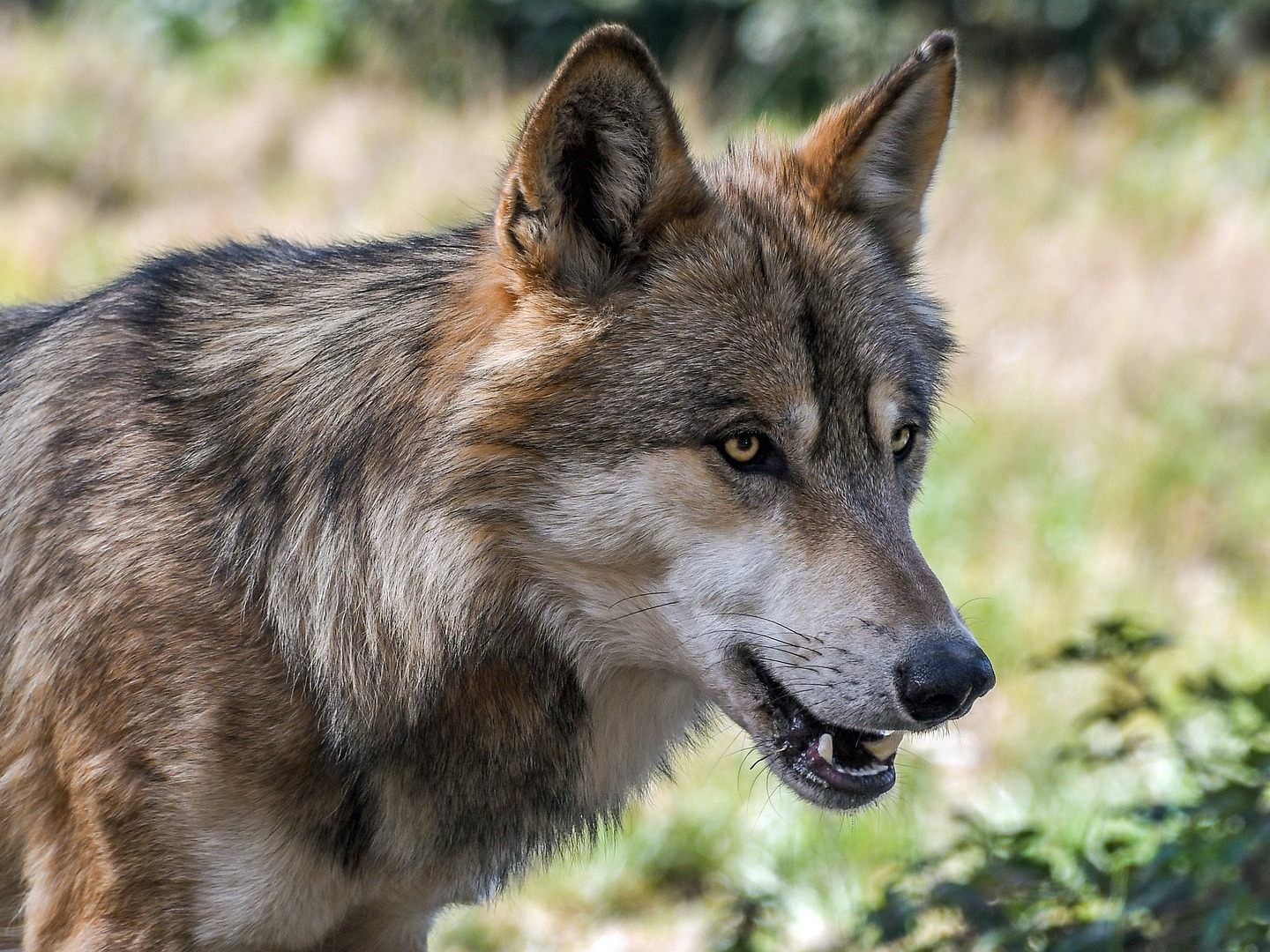 Land und Landwirtschaftskammer übernehmen Entschädigungen für von Wölfen gerissene Nutztiere Land und Landwirtschaftskammer übernehmen Entschädigungen für von Wölfen gerissene Nutztiere
