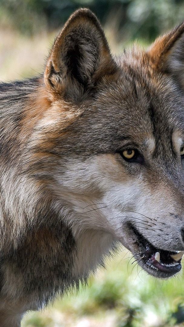 Land und Landwirtschaftskammer übernehmen Entschädigungen für von Wölfen gerissene Nutztiere