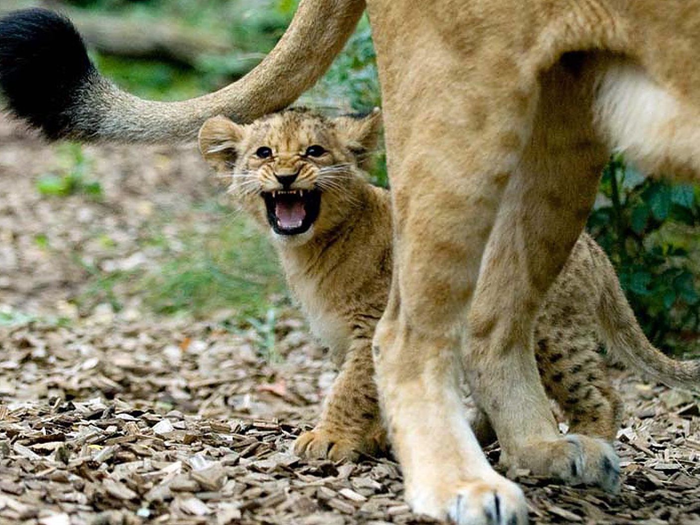 In Schönbrunn setzt man bei den Löwen auf Verhütung