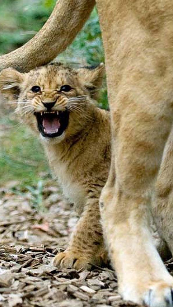 In Schönbrunn setzt man bei den Löwen auf Verhütung