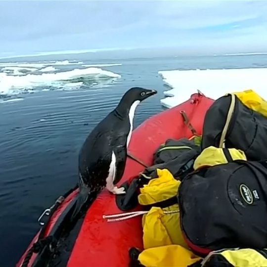 Australische Antarktis-Forscher bekamen Besuch auf ihrem Schlauchboot.