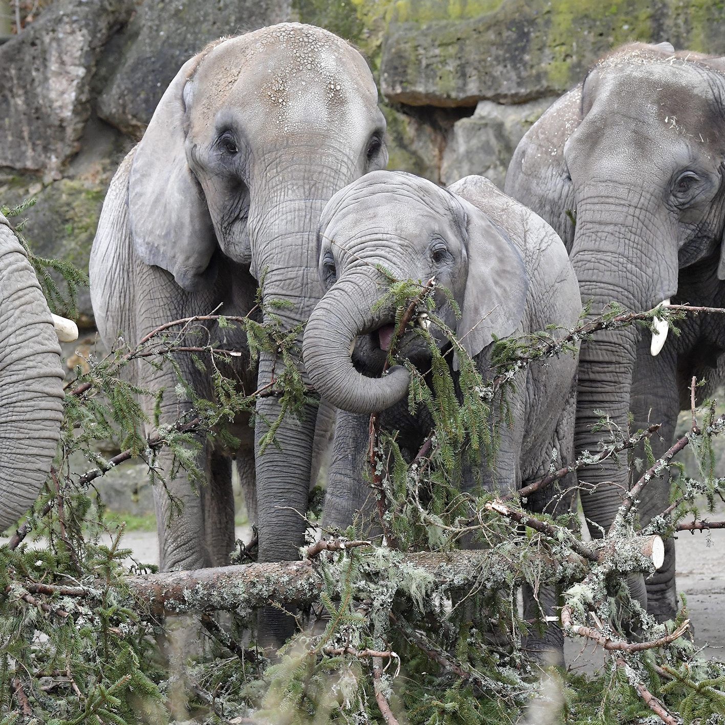 Die Elefanten ließen sich den Christbaum schmecken