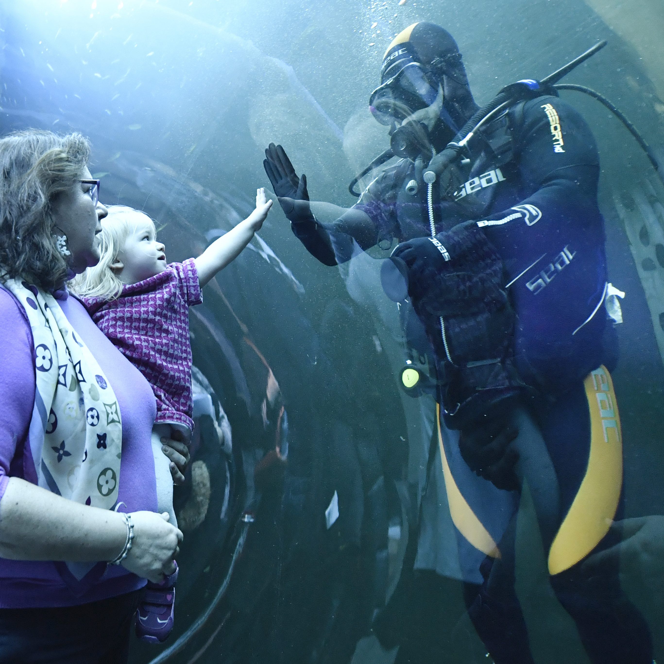 Im Haus des Meeres wurde erneut ein Besucherrekord verzeichnet.
