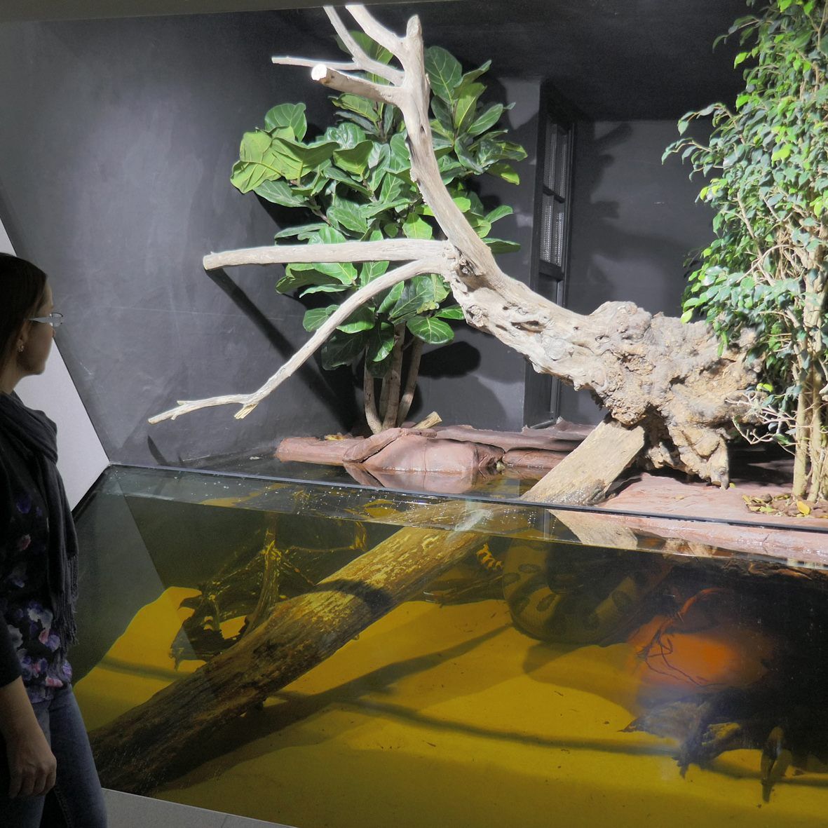 Beeindruckend: Die Anakondas im Haus des Meeres in Wien