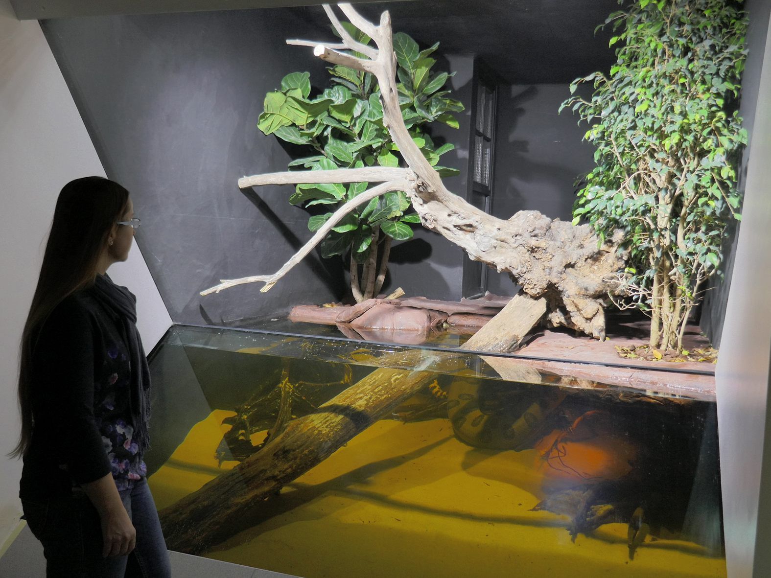 Beeindruckend: Die Anakondas im Haus des Meeres in Wien