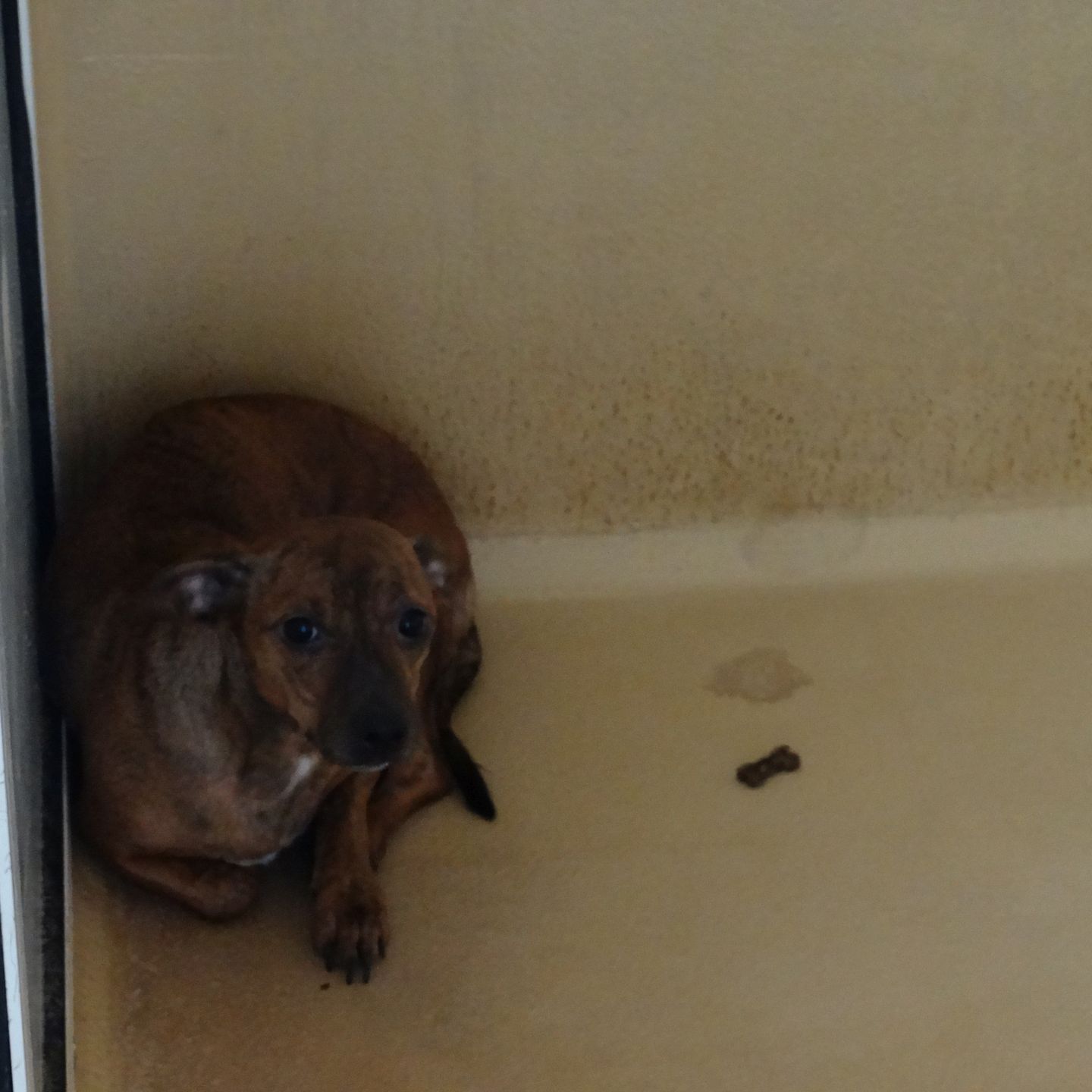 Gerettet, aber noch verstört: Hundemama Ashanti