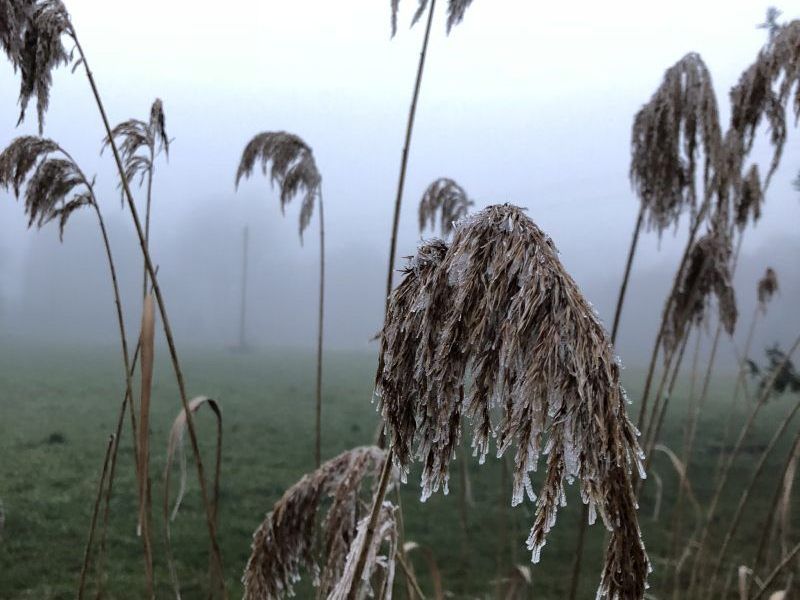Schilf in seiner Winterpracht Schilf in seiner Winterpracht