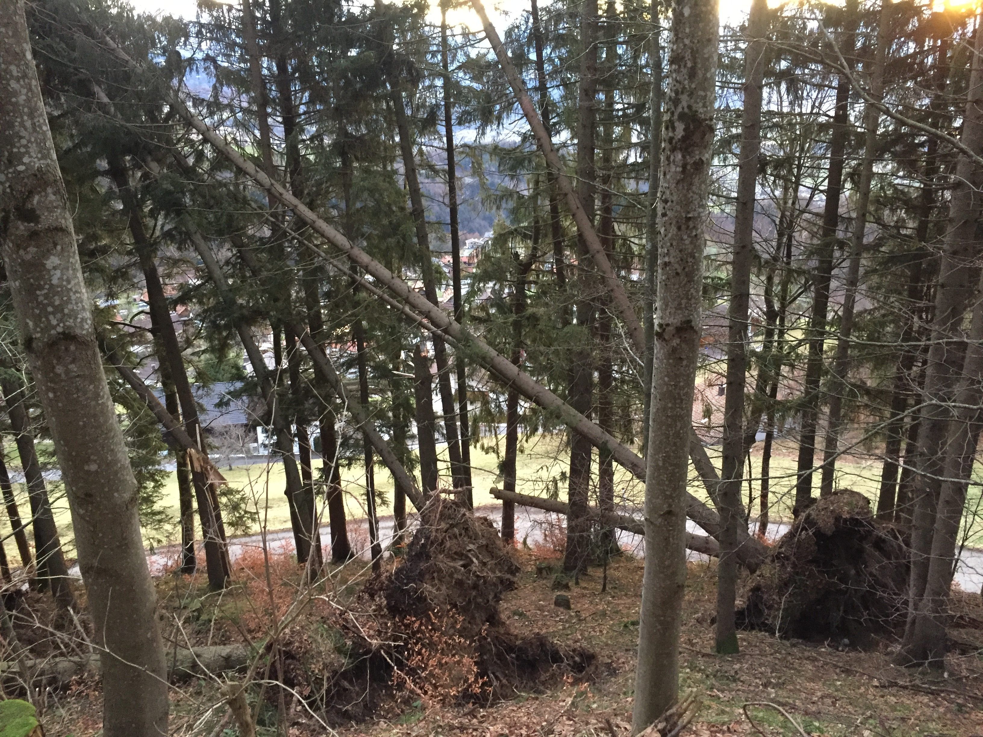 Viele ausgewurzelte Bäume im Raume Fraxern.