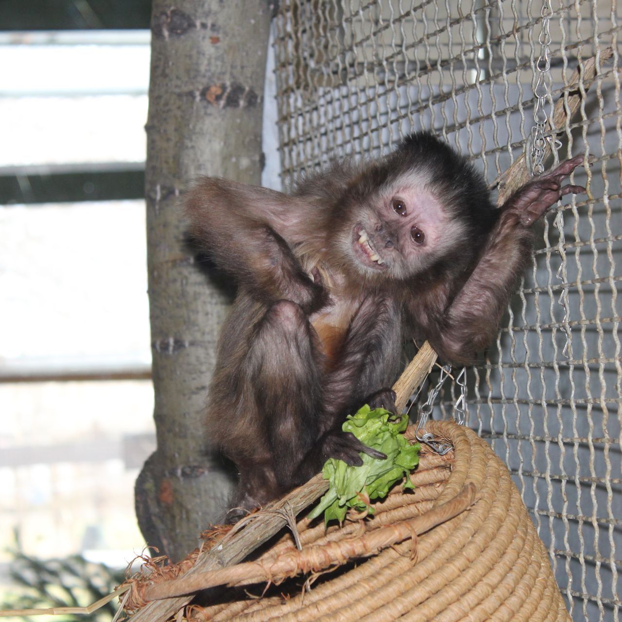 Einer der Neuzugänge im Affenhaus: Momme