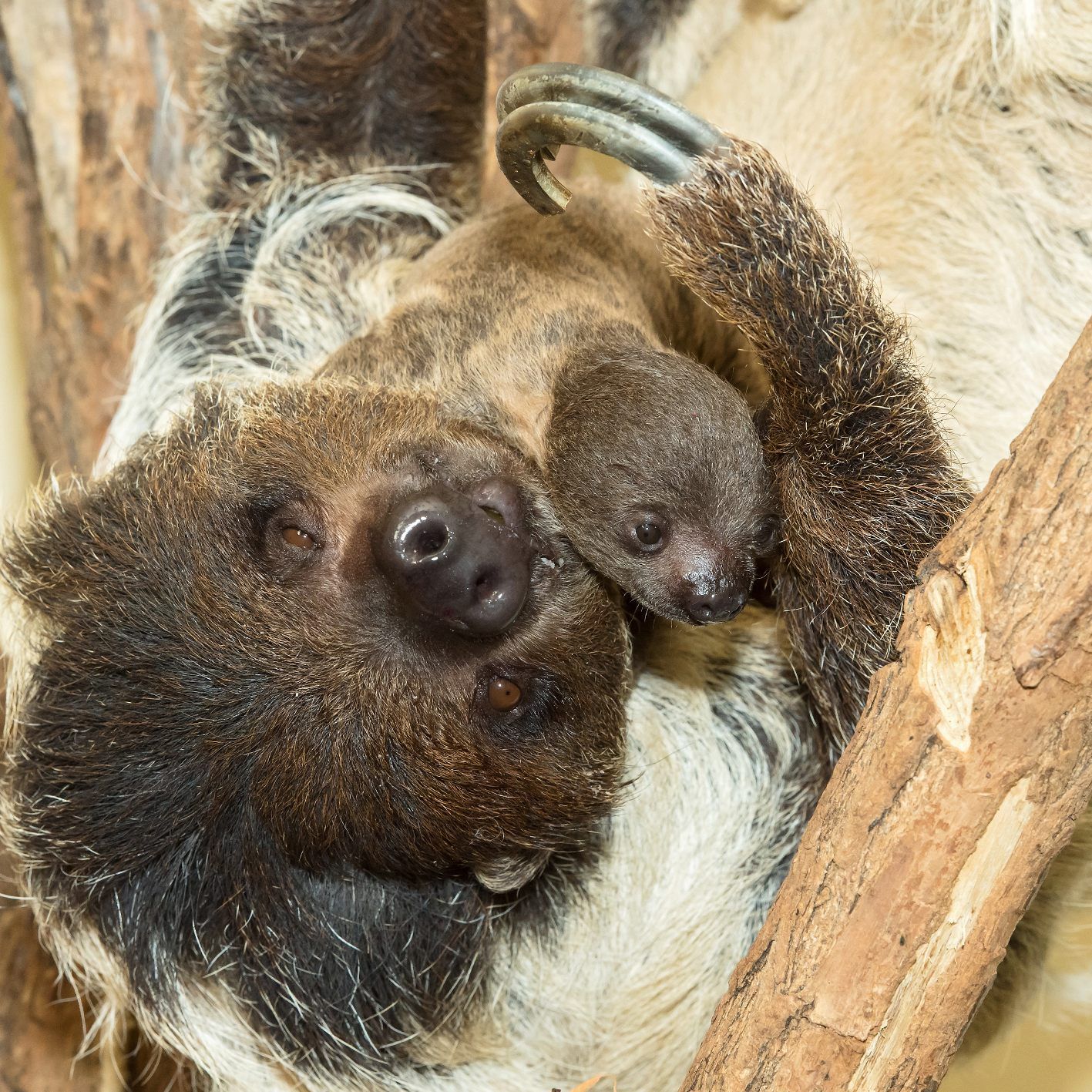 Mama Alberta und ihr noch namenloses Baby im Tiergarten Schönbrunn