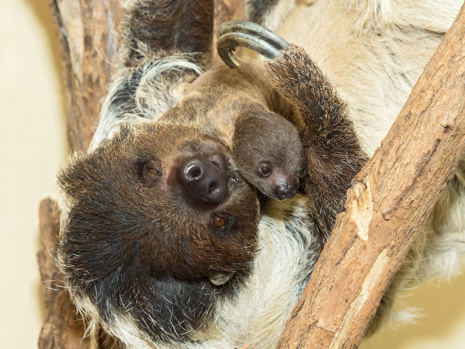 Mama Alberta und ihr noch namenloses Baby im Tiergarten Schönbrunn Mama Alberta und ihr noch namenloses Baby im Tiergarten Schönbrunn
