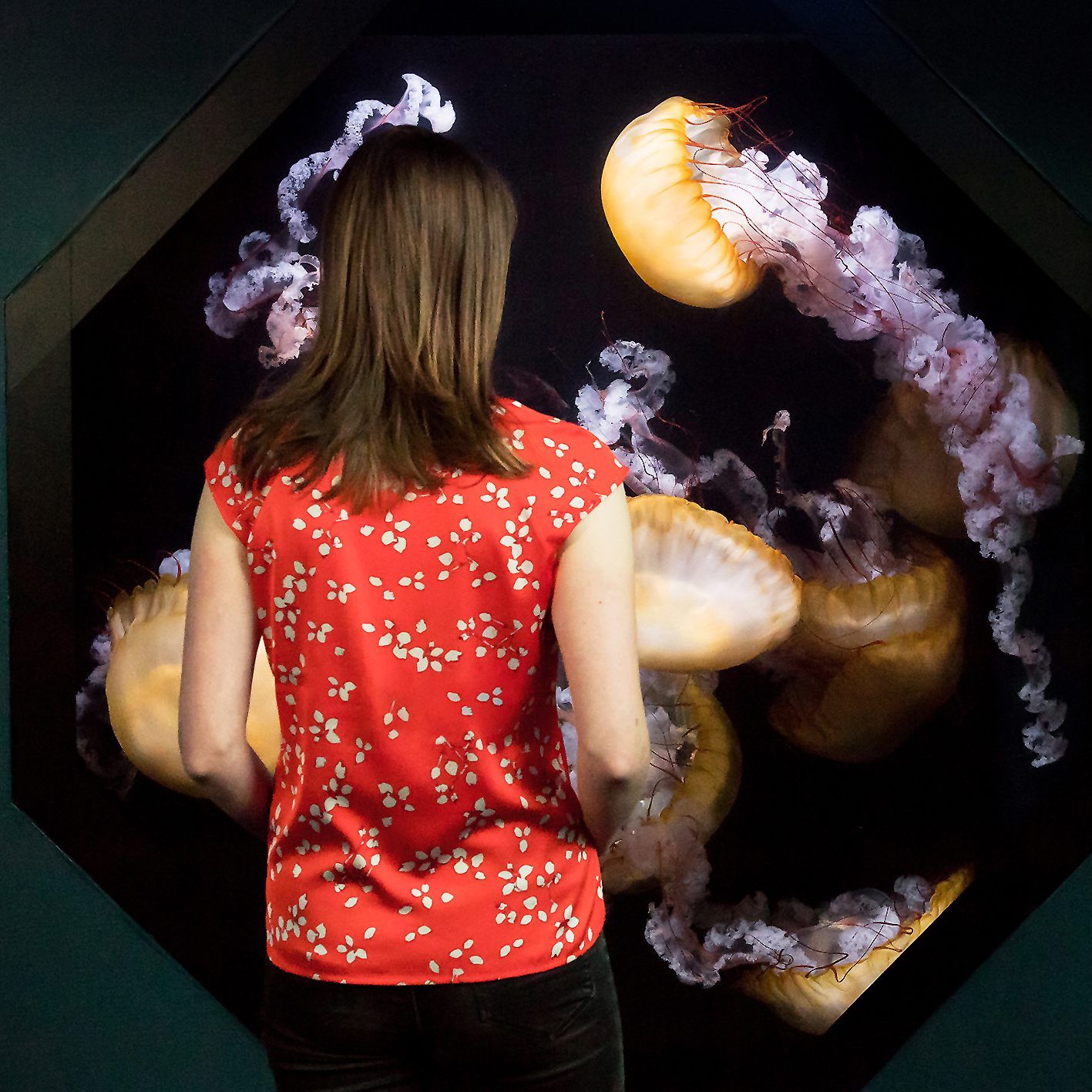 Der Quallenkreisel im Tiergarten Schönbrunn erlaubt Quallen-Beobachtung