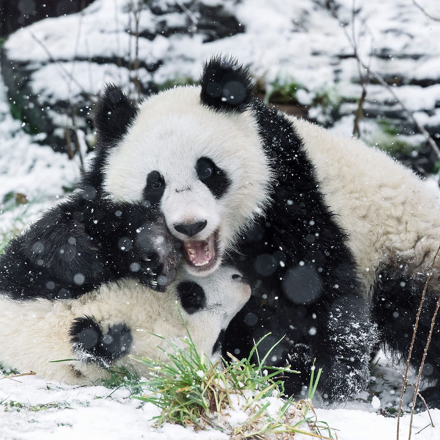 Die Freude über den Schnee ist den Schönbrunner Pandas deutlich anzusehen
