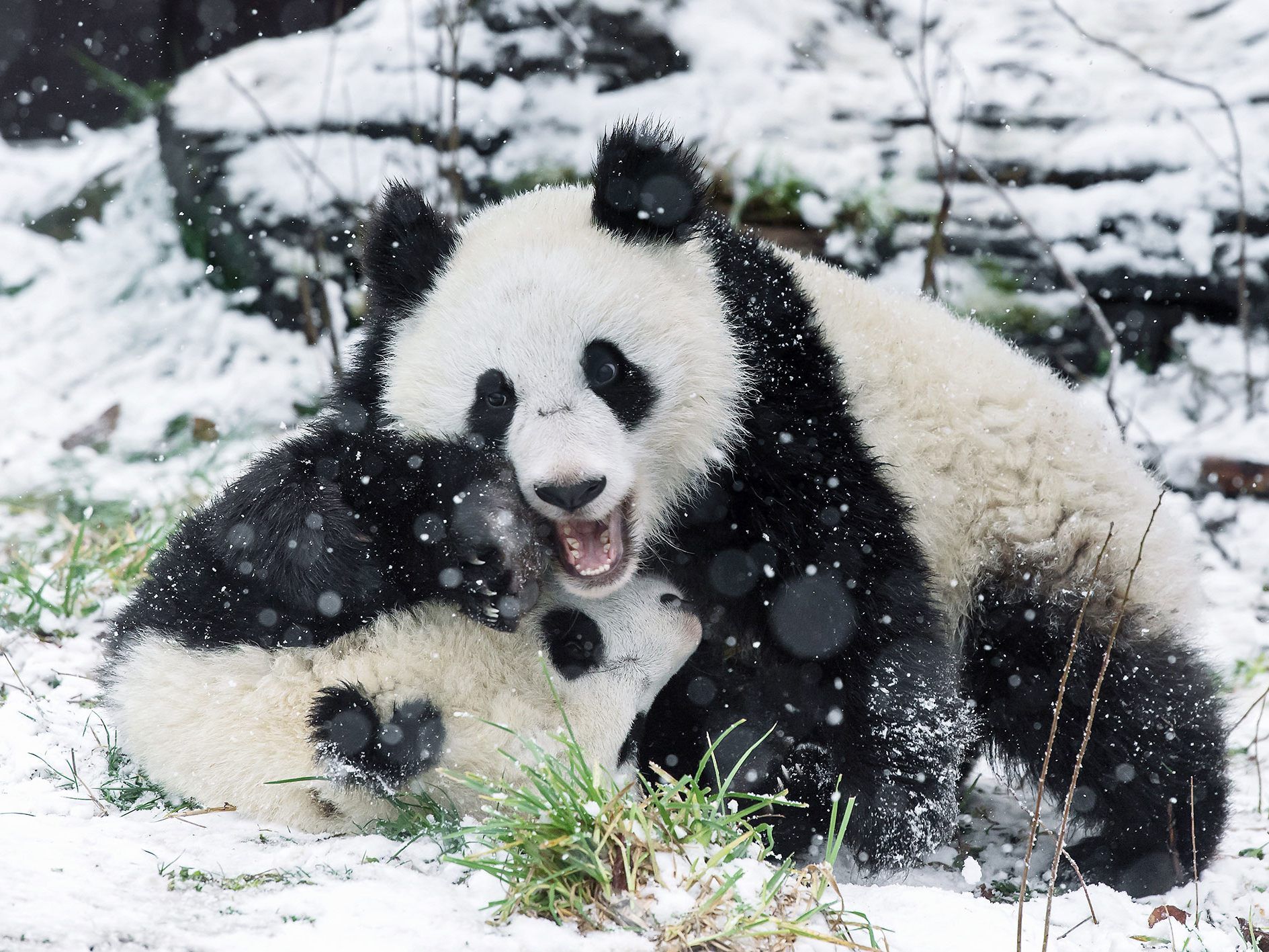 Die Freude über den Schnee ist den Schönbrunner Pandas deutlich anzusehen Die Freude über den Schnee ist den Schönbrunner Pandas deutlich anzusehen