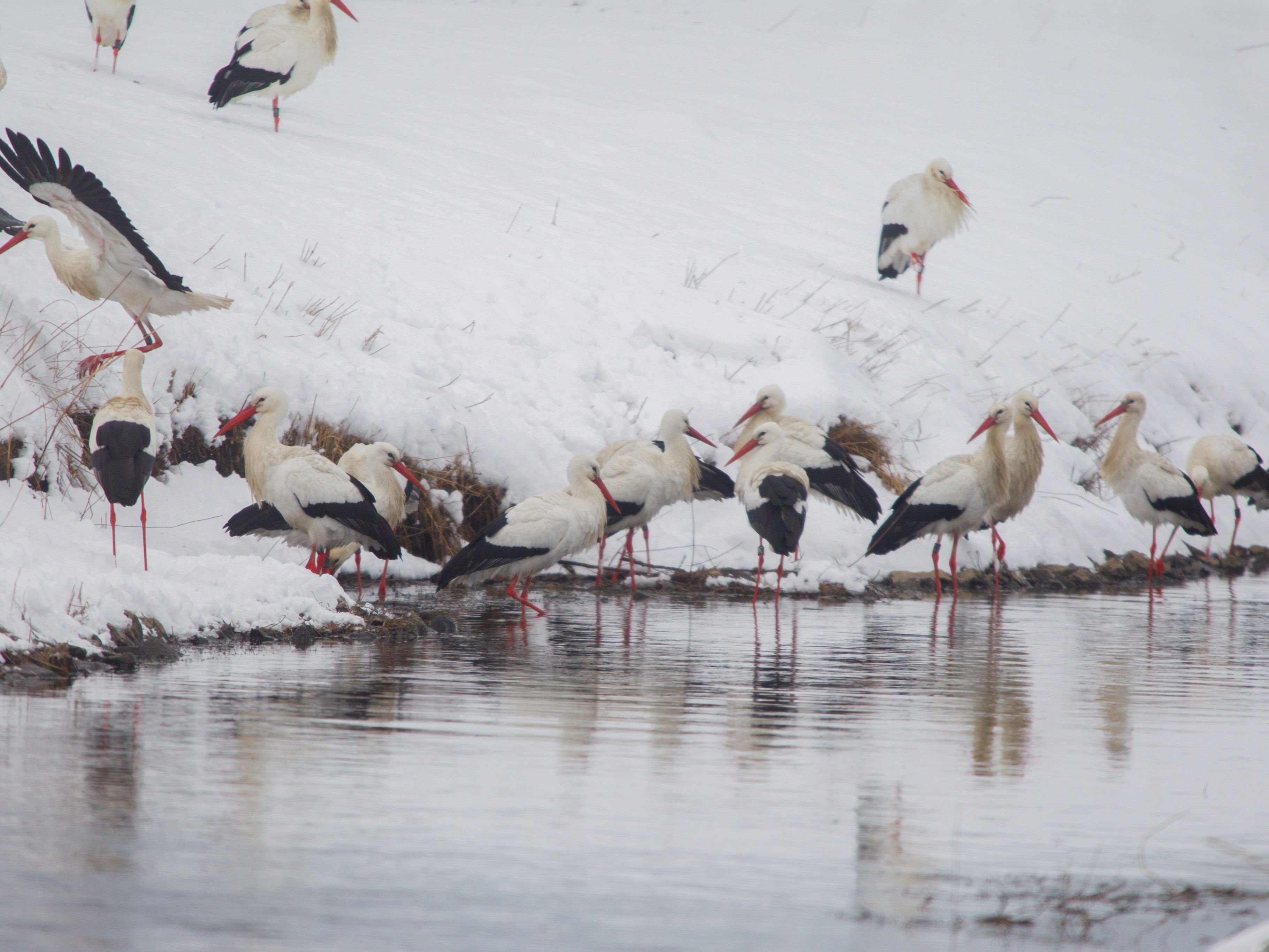 Eine Gruppe Weißstörche marschiert über ein verschneites Feld in Lustenau.