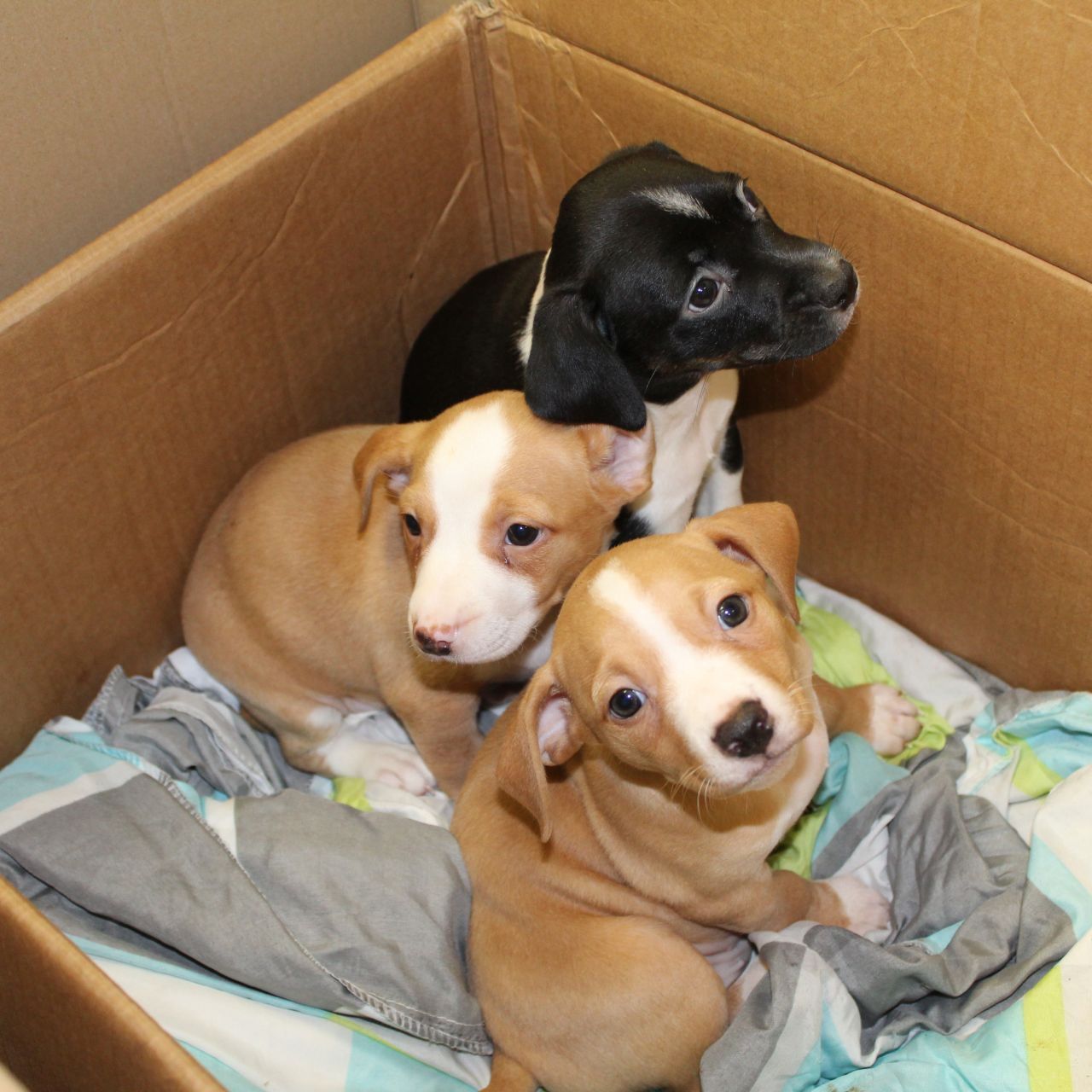 Loki, Odin und Thor hoffen auf die Rückkehr ihrer Mutter