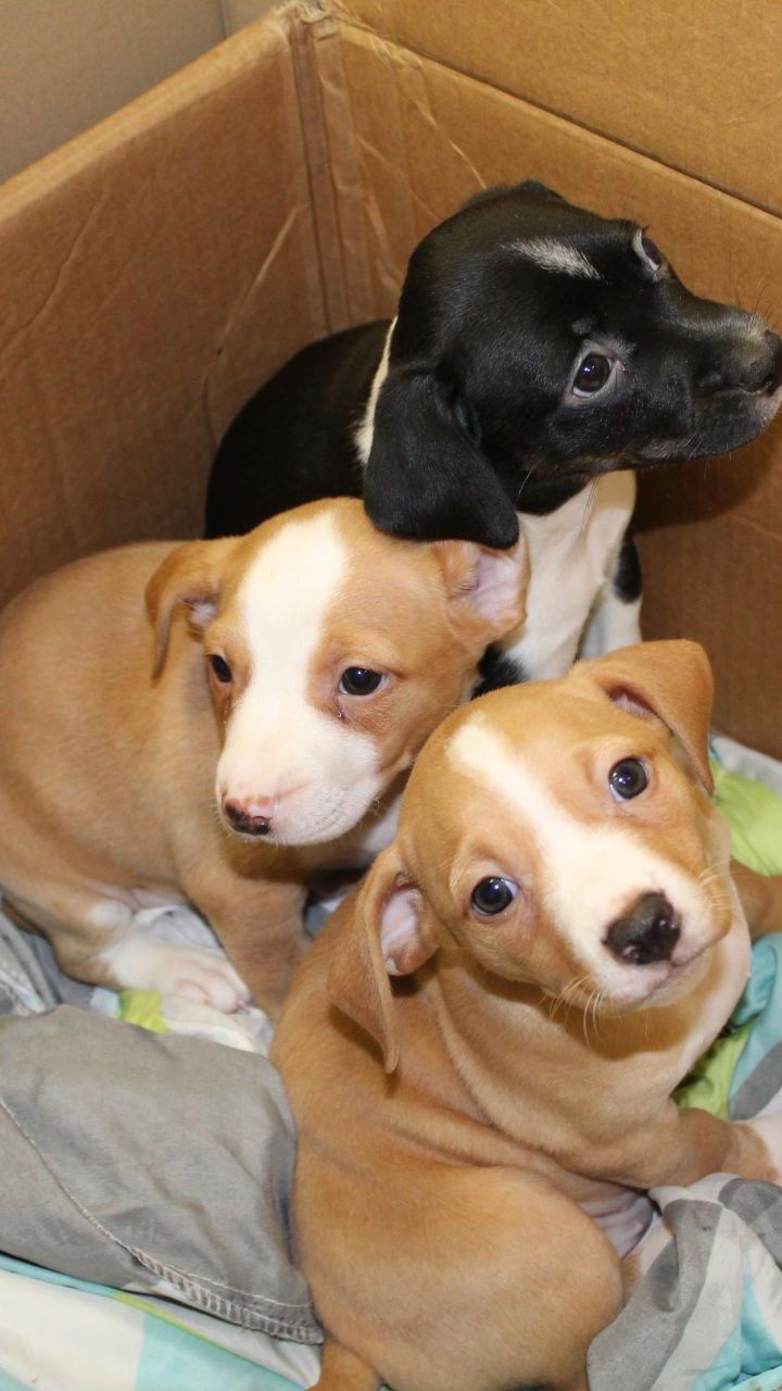 Loki, Odin und Thor hoffen auf die Rückkehr ihrer Mutter