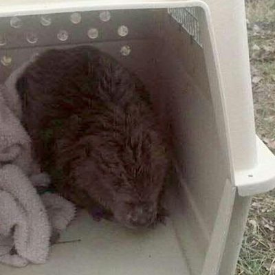 Das verletzte Tier wurde von einer Passantin entdeckt.