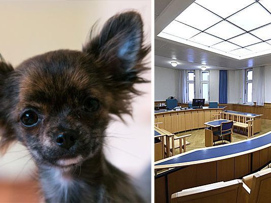 Der kleine Chihuahua überlebte den Vorfall nicht