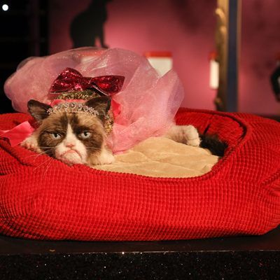 Grumpy Cat macht es sich bei Madame Tussauds in Wien gemütlich.