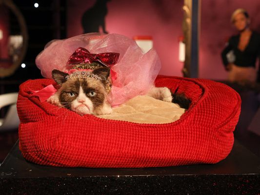 Grumpy Cat macht es sich bei Madame Tussauds in Wien gemütlich.