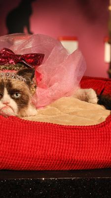 Grumpy Cat macht es sich bei Madame Tussauds in Wien gemütlich.