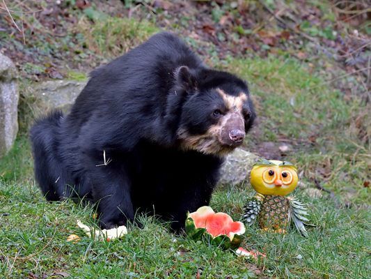 Brillenbär Juan feiert seinen 25. Geburtstag.