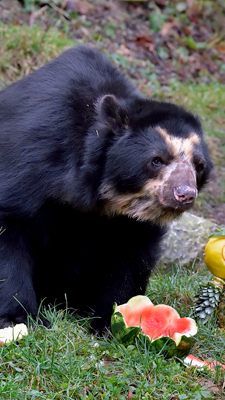 Brillenbär Juan feiert seinen 25. Geburtstag.