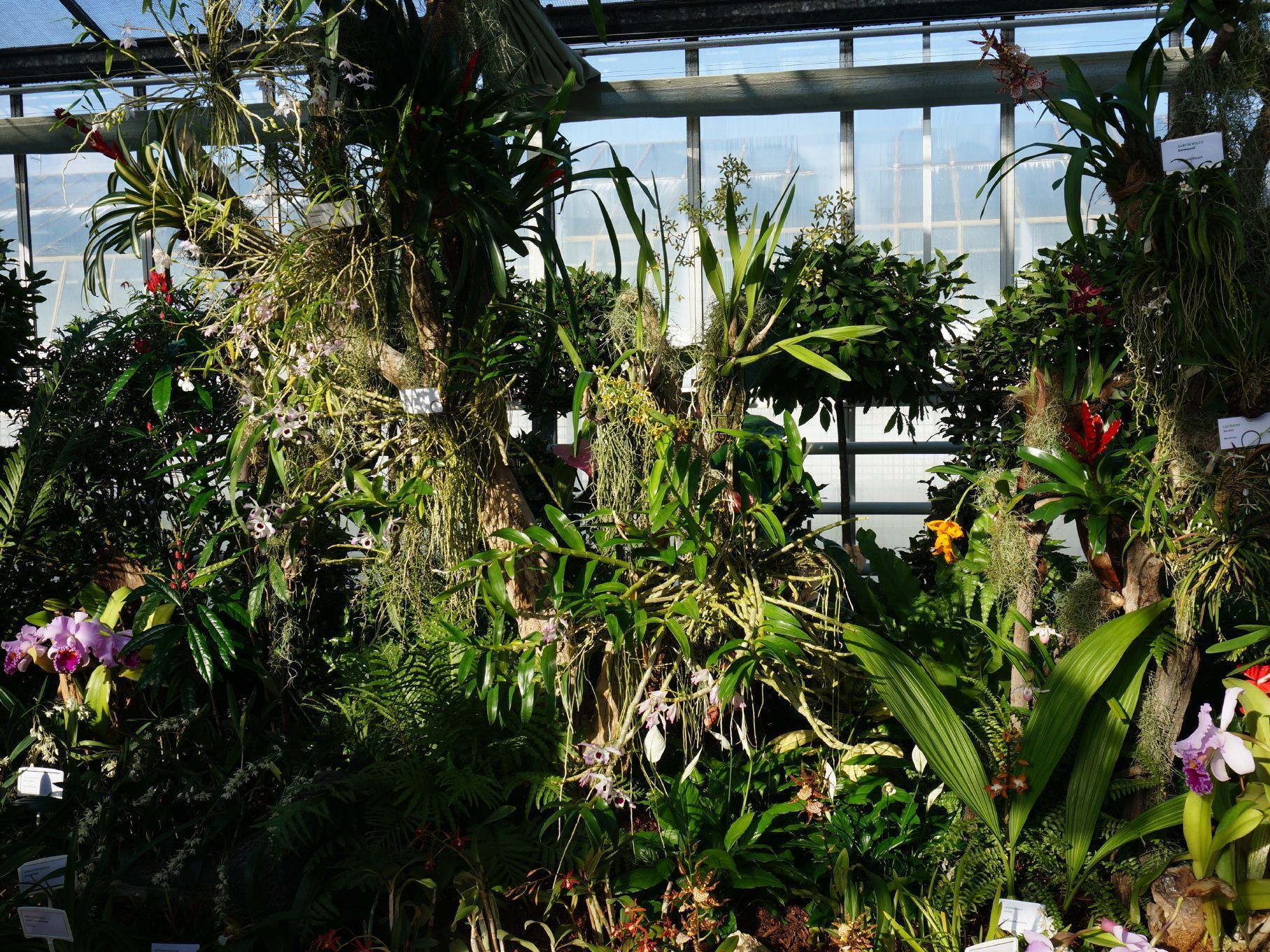 Bei der Orchideenschau in Wien können die tropischen Blumen bewundert werden.