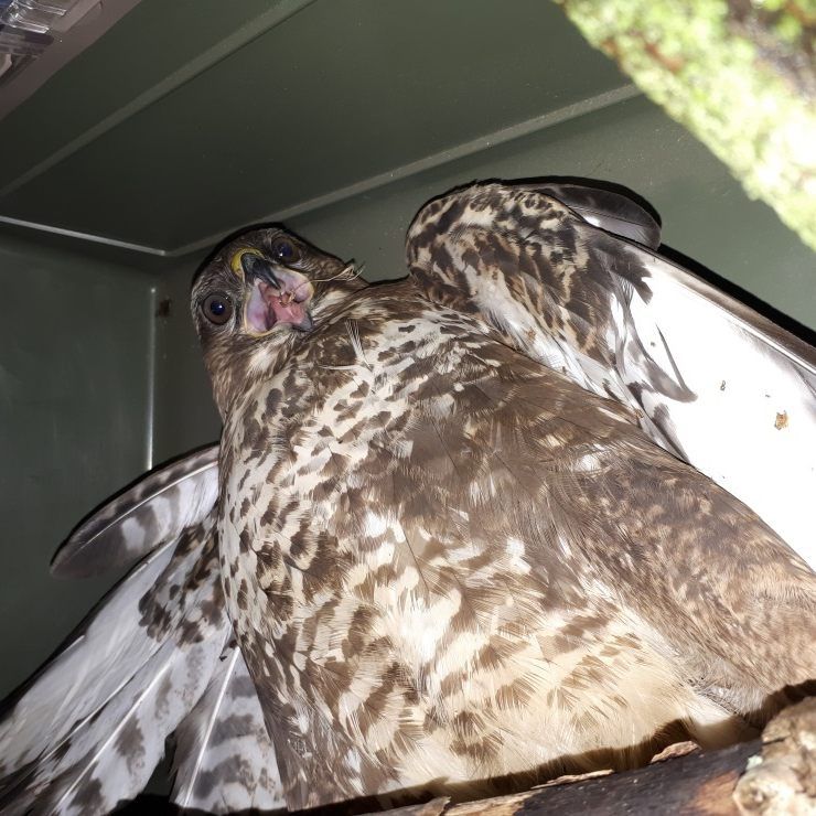 Der in Wien gerettete Mäusebussard.