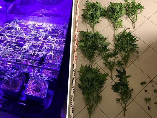 In der Wohnung des 38-jährigen Wieners wurde eine Marihuana-Plantage entdeckt. In der Wohnung des 38-jährigen Wieners wurde eine Marihuana-Plantage entdeckt.