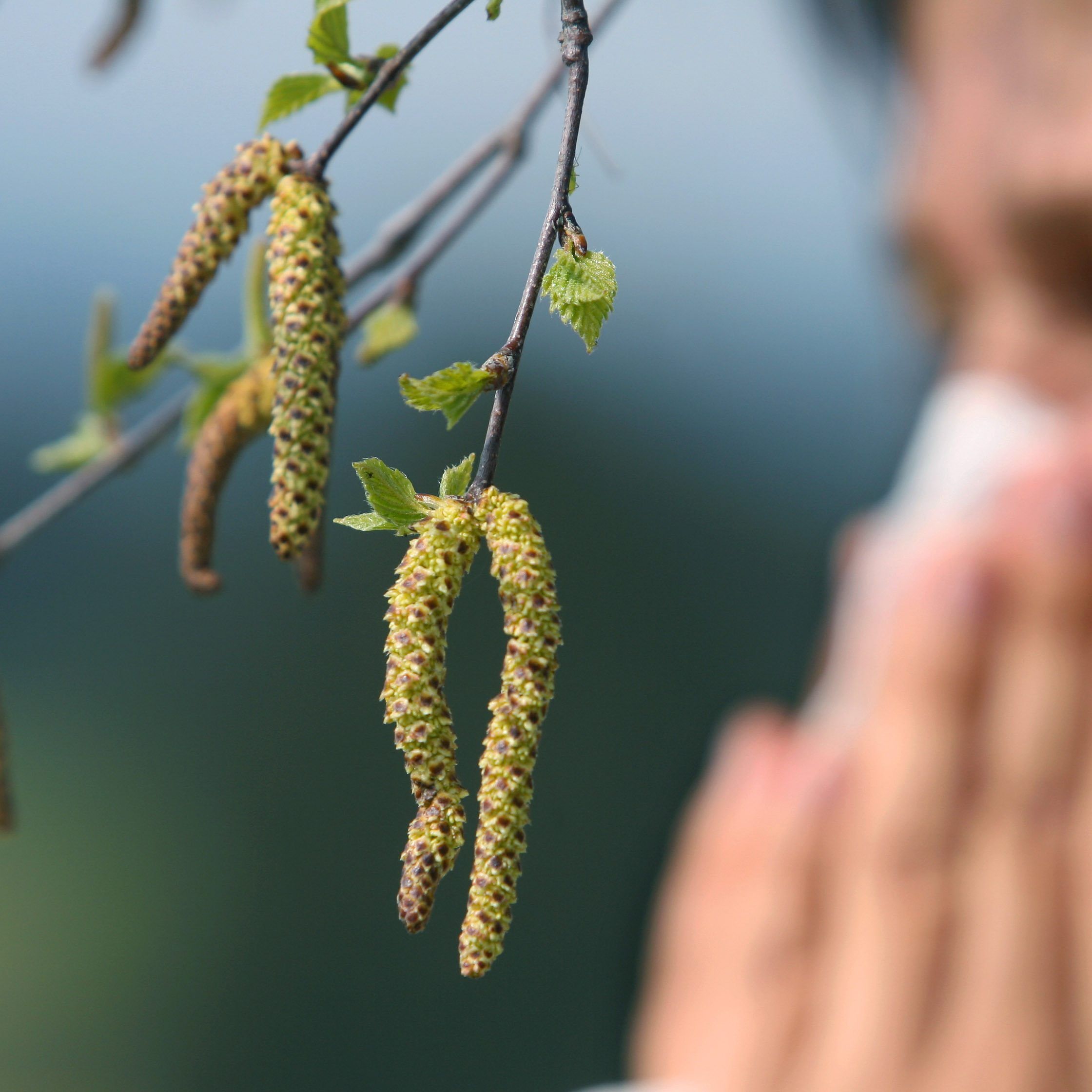 In Wien wurde ein wirksamer Impfstoff gegen Gräserpollen-Allergie entwickelt.